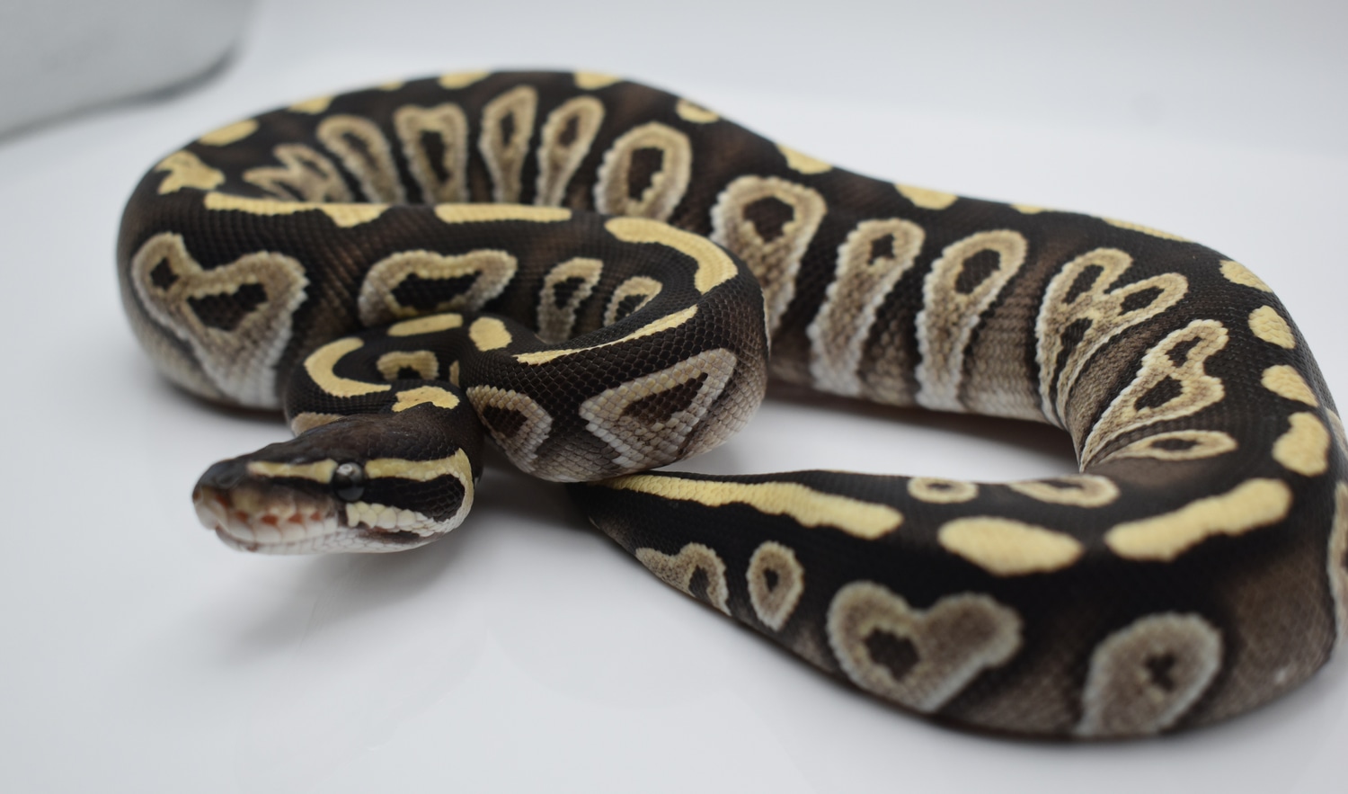 Mojave Ball Python by Reptiles and Roses - MorphMarket