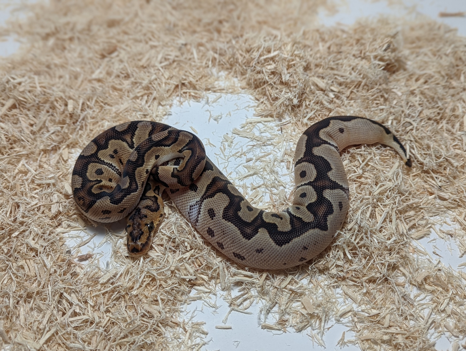 2021 Female Clown Ball Python by SureShot Exotics MorphMarket