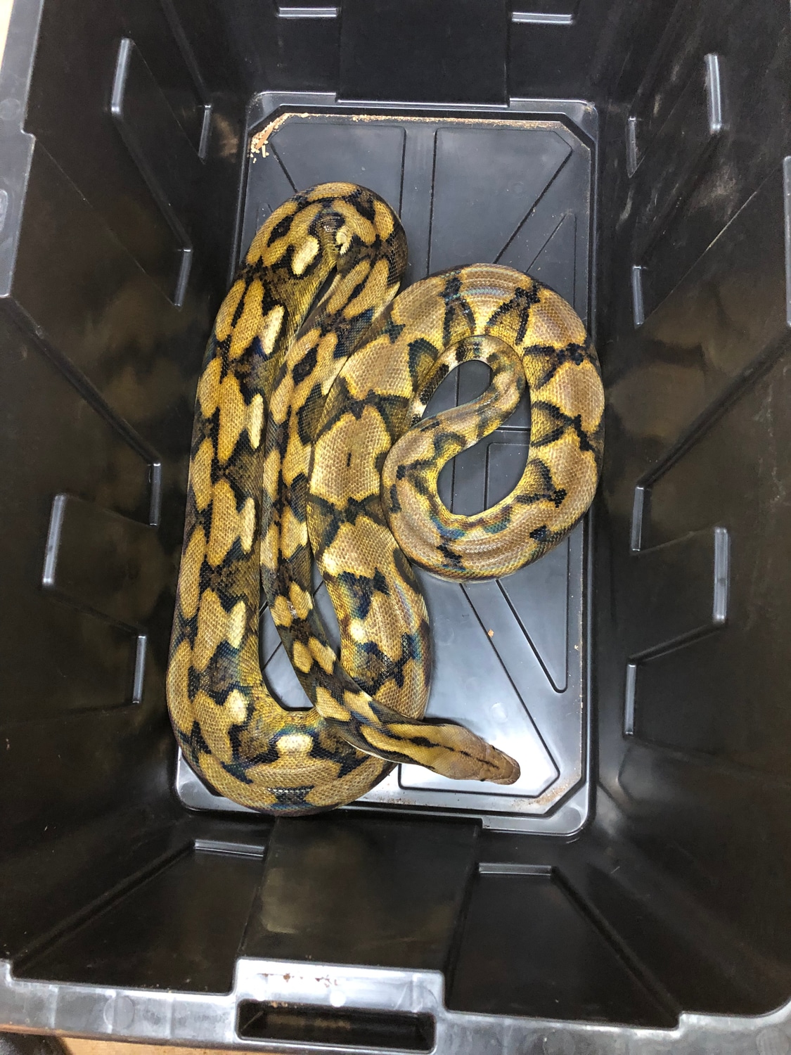 Super Dwarf Reticulated Python by Shaw Reptiles - MorphMarket