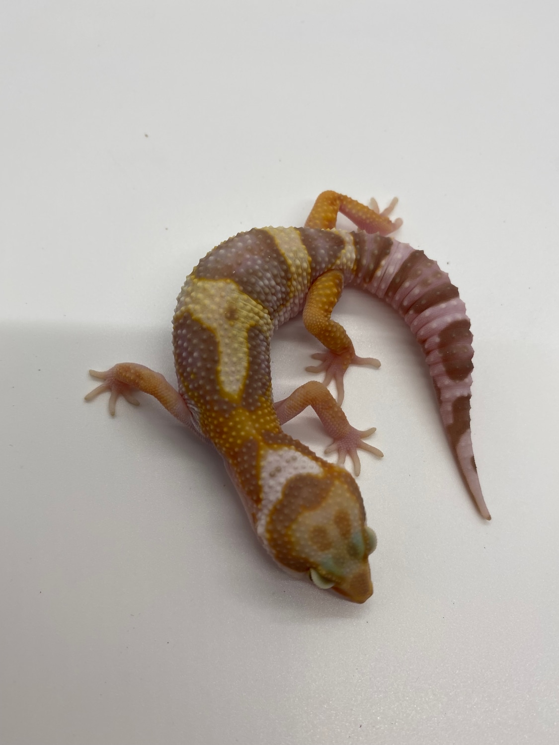 TSF Mack Snow Tremper Tang Het Eclipse Leopard Gecko by S&L Chaotic