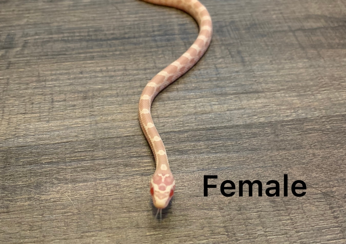 Bubblegum Snow Corn Snake by Slick snakes - MorphMarket