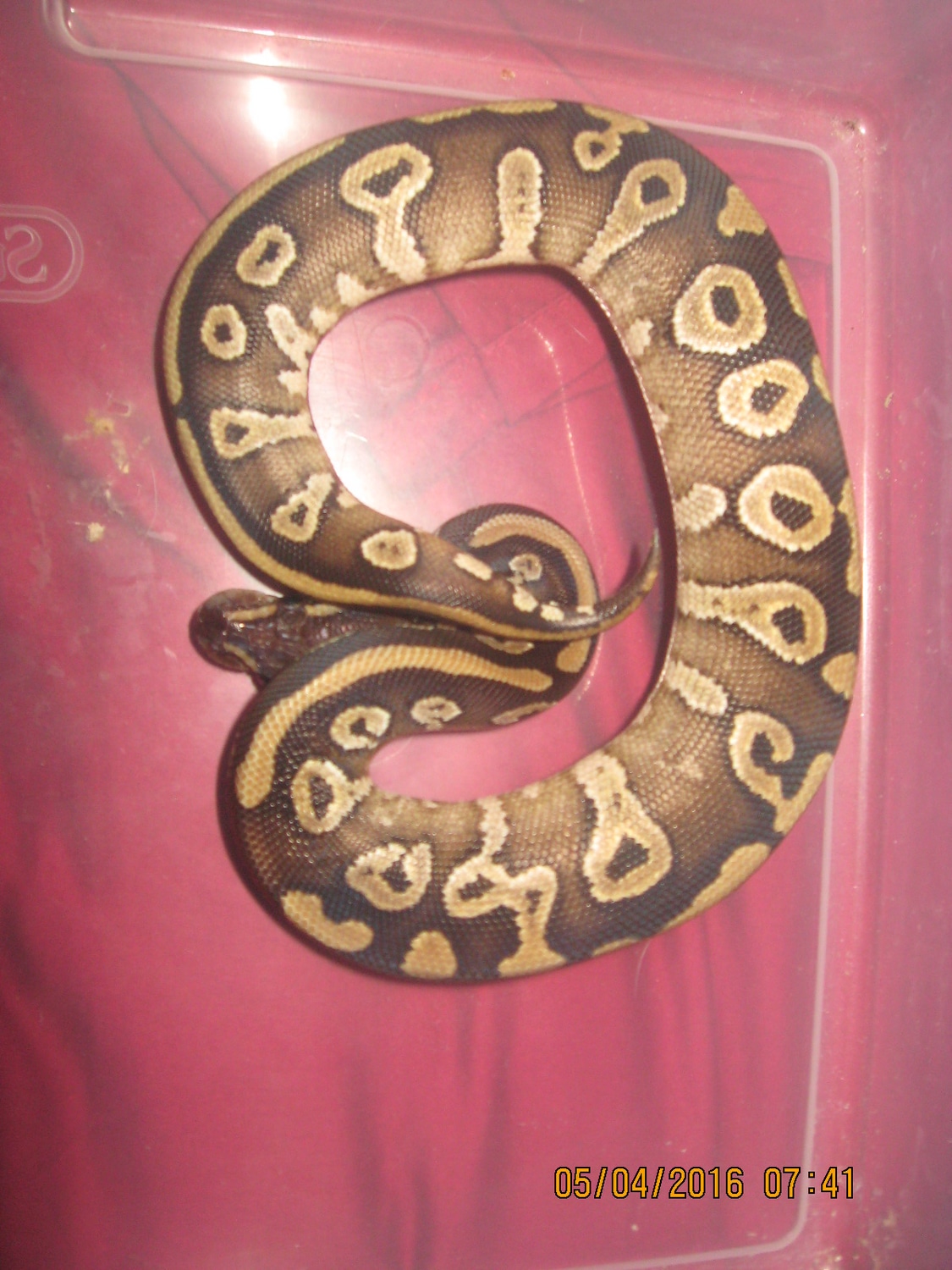 Mojave Het Clown Ball Python by C.R.Balls MorphMarket
