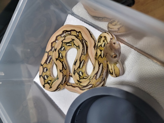 2022 Female Platinum Tiger 50%HOGS 50%Het Purple Reticulated Python by ...