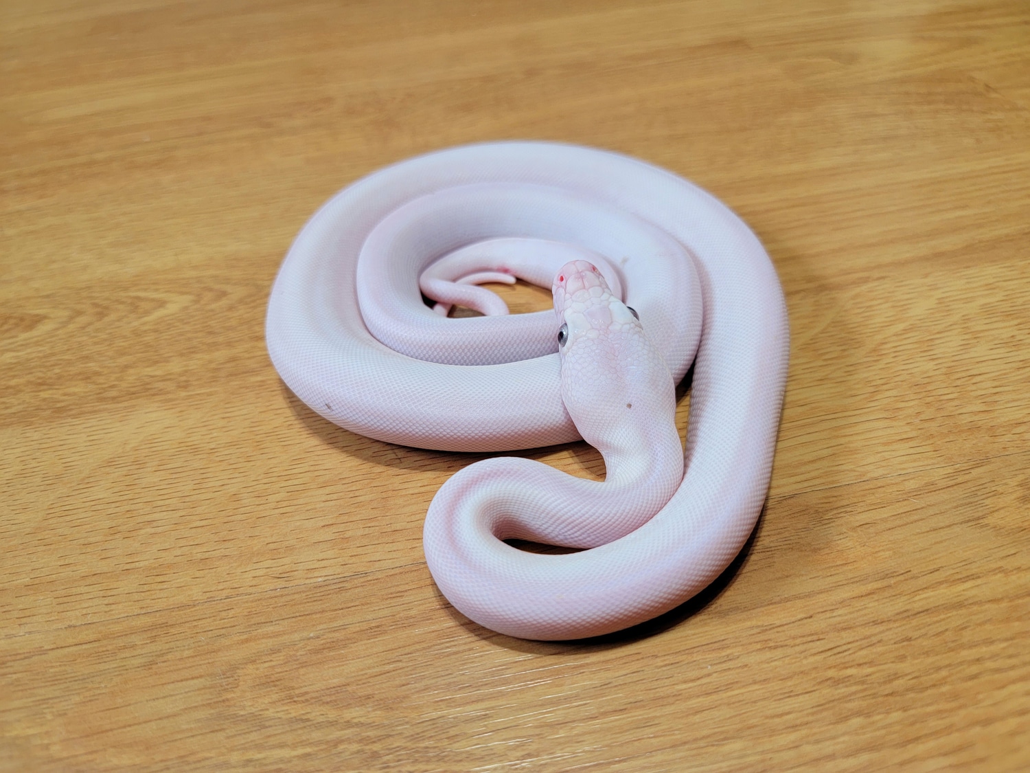 2022 Female GC Tiger Cow 50% Het Purple Pos Platinum Reticulated Python ...