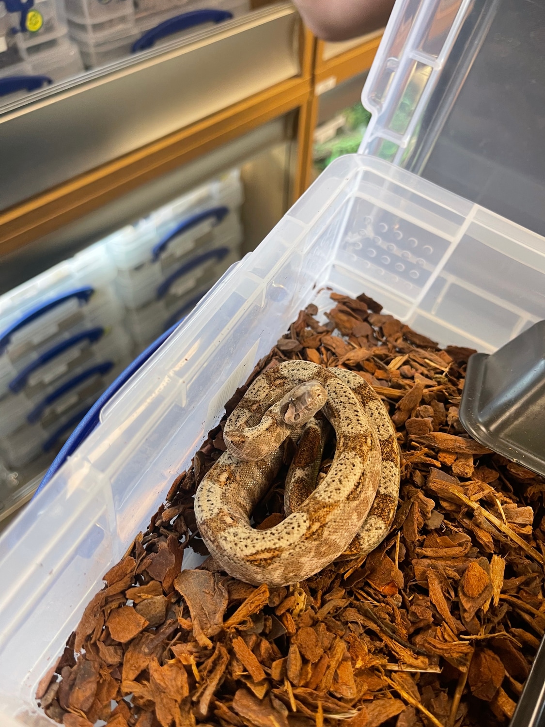 Hog Island Boa Male Boa Constrictor by Slitherin Reptiles Ltd MorphMarket