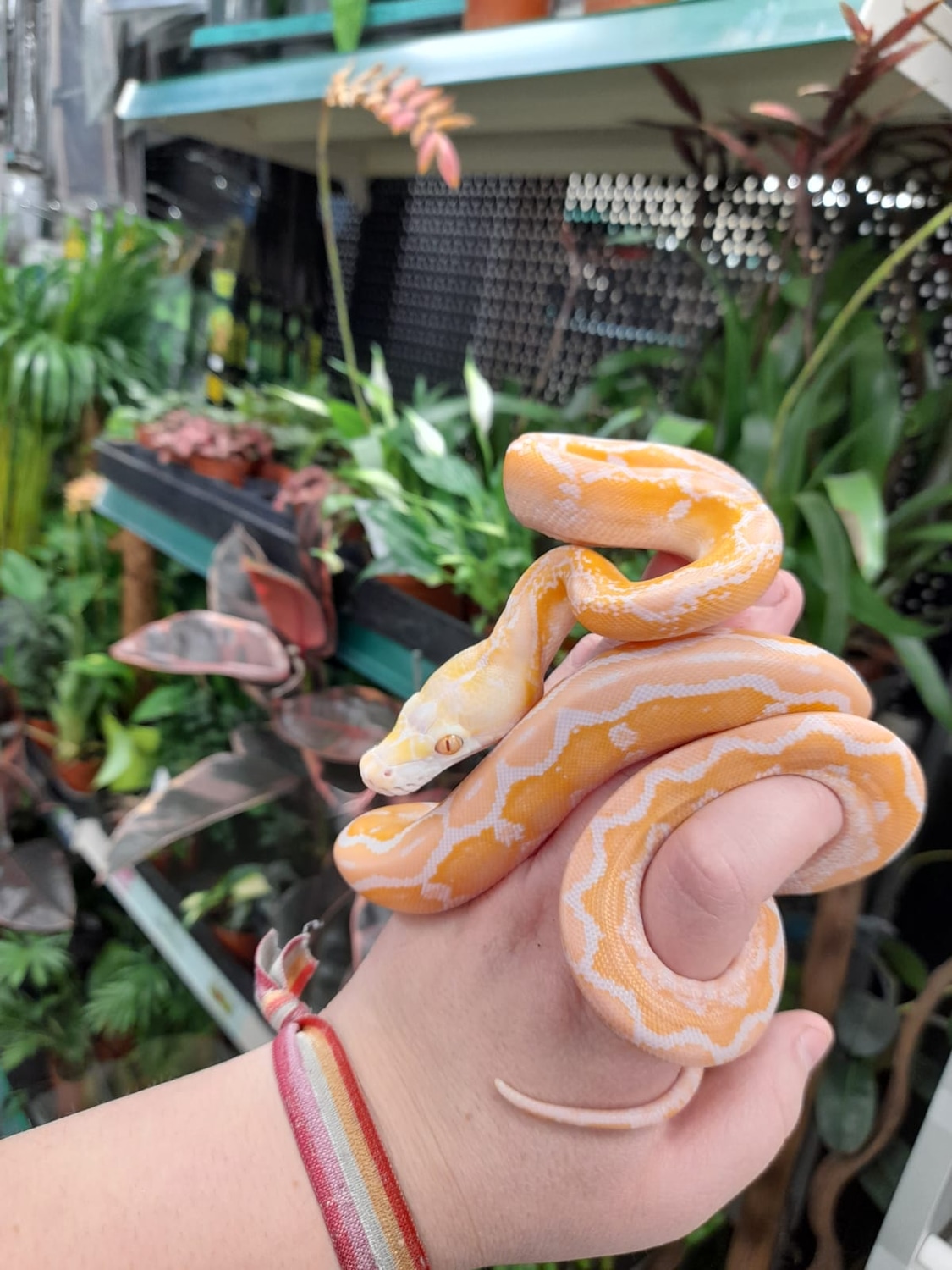Dwarf White Motley Sunfire Reticulated Python by Slitherin Reptiles Ltd ...