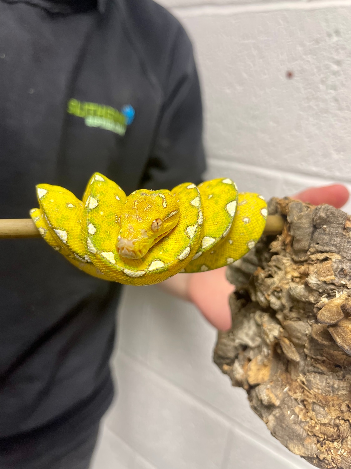 Biak - Red Neo - Grown On Green Tree Python by Slitherin Reptiles Ltd ...