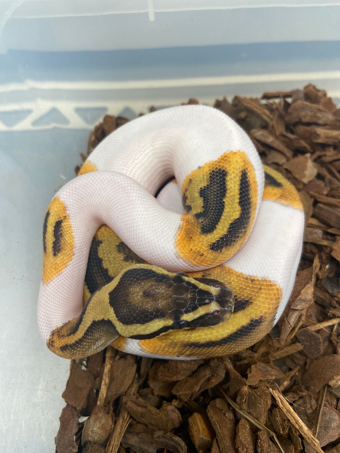 Fire Pied Female Ball Python by Slitherin Reptiles Ltd - MorphMarket