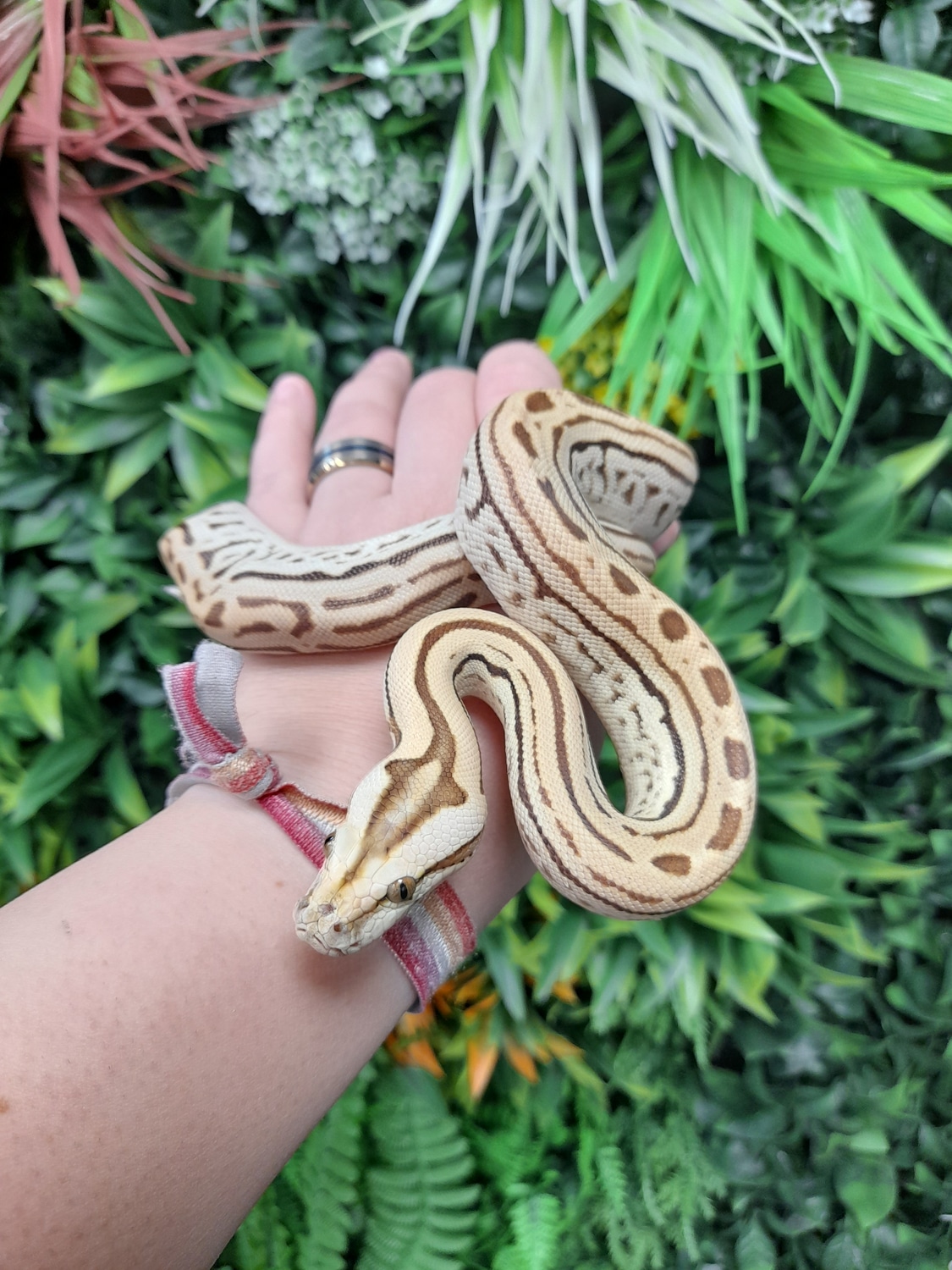 Hypo Labyrinth Burmese Python by Slitherin Reptiles Ltd - MorphMarket