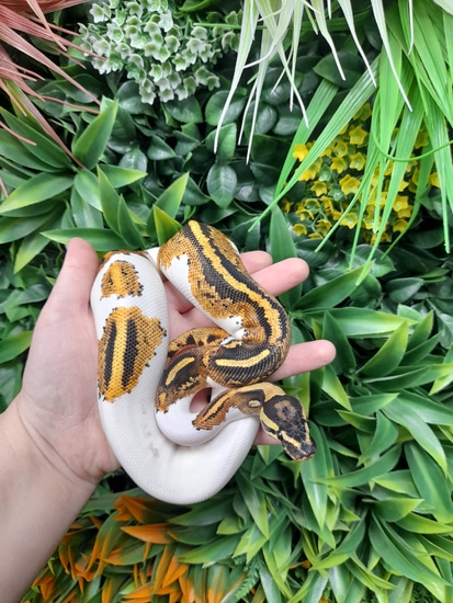 Yellowbelly Pied Female Ball Python by Slitherin Reptiles Ltd