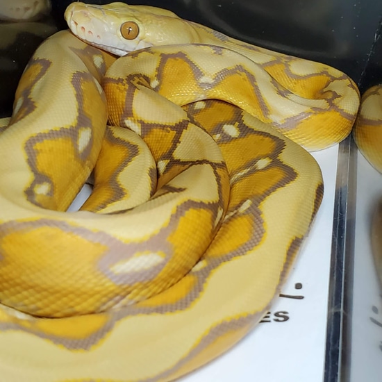 Blonde Sunfire Reticulated Python by Slither Exotics