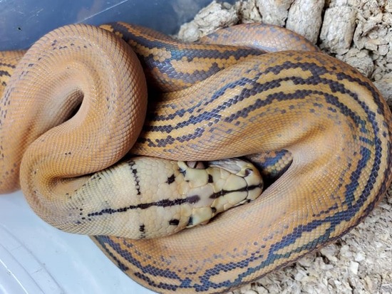 Caramel Goldenchild Reticulated Python by Slither Exotics