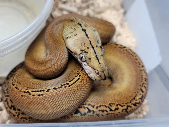 Platinum Goldenchild Het White 66% Het Pied Reticulated Python by ...