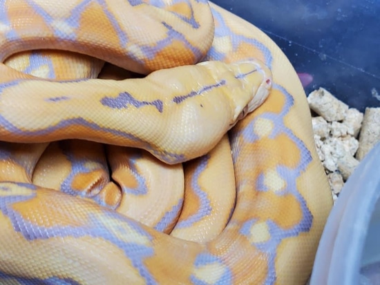 Purple Sunfire Reticulated Python by Slither Exotics