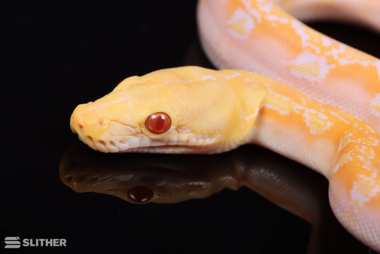 White Phantom Reticulated Python by Slither Exotics