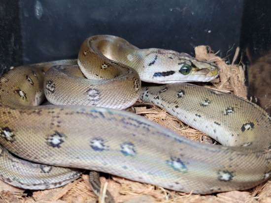 Anthrax Motley Reticulated Python by Slither Exotics