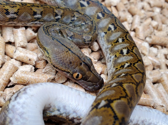 F1 100% Kalaotoa Superdwarf Yearling Male Reticulated Python by Slither ...