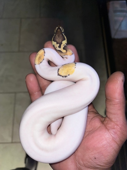 High White Pastel Pied Ball Python by The Kingdom