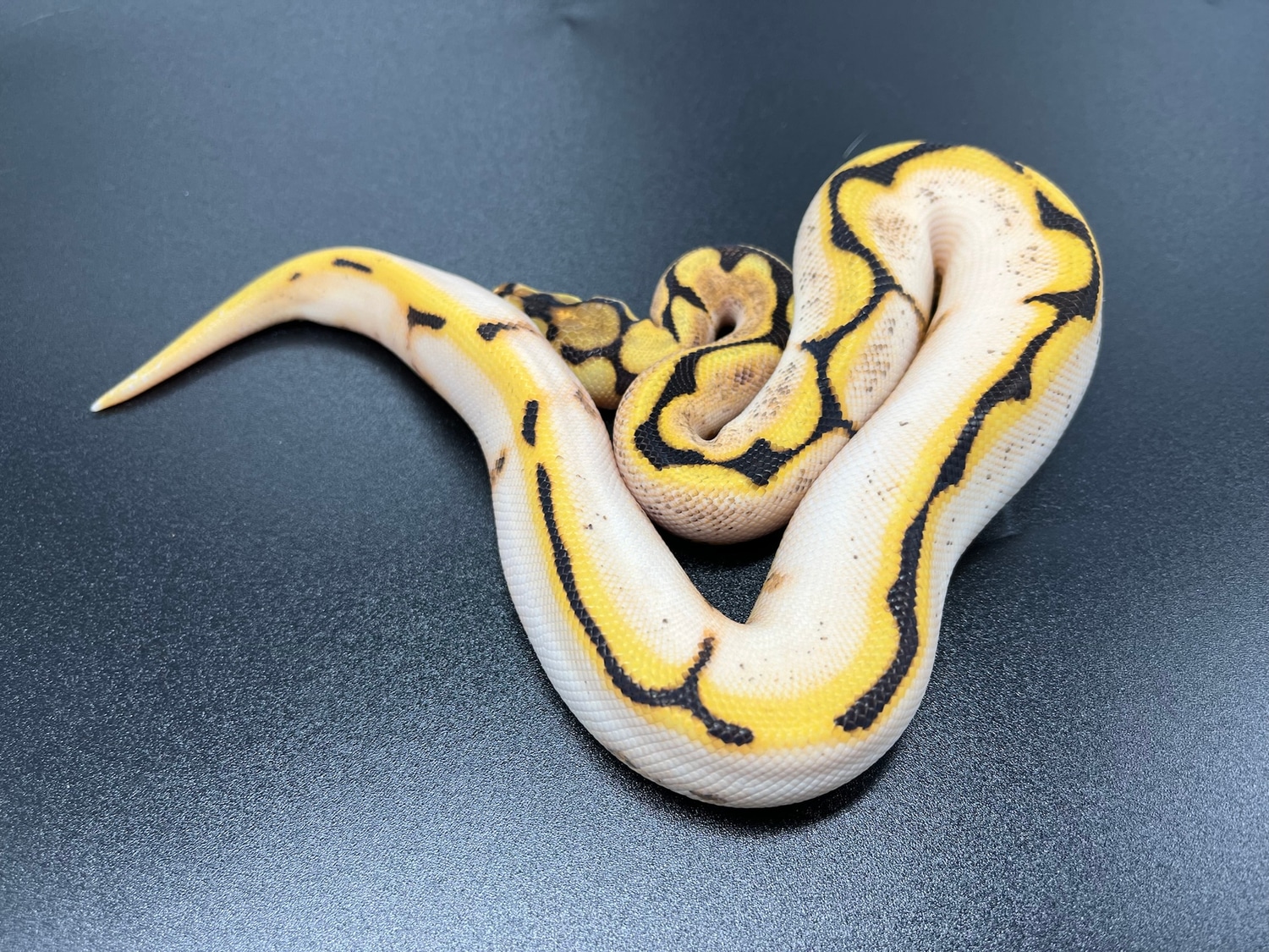 Super Orange Dream Yellowbelly Sugar Spider Ball Python by Slither ...