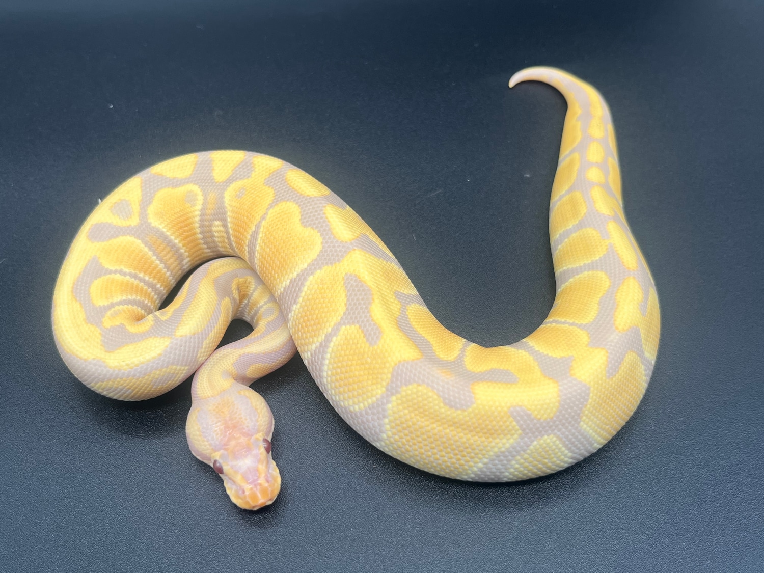 Candy Ball Python by Mike Wells Reptiles formerly Slither Reptiles ...