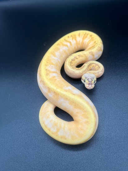 Super Pastel Enchi Fire Sugar Pinstripe Ball Python by Mike Wells Reptiles