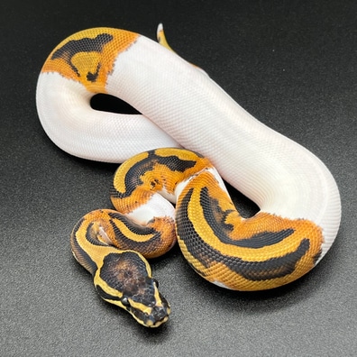 Axanthic (Gcr) Ball Pythons For Sale - MorphMarket US & Canada