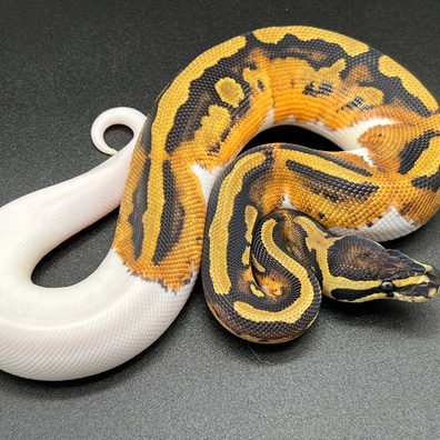 Axanthic (Gcr) Ball Pythons For Sale - MorphMarket US & Canada