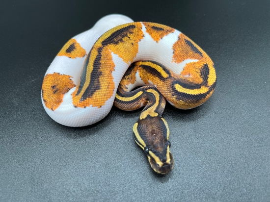 Pumpkin Pied/ Yellow Belly Pied Ball Python by Mike Wells Reptiles
