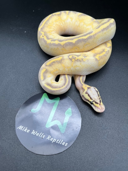 Pastel Highway Ball Python by Mike Wells Reptiles