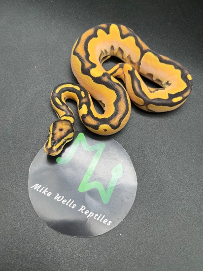 Super Orange Dream Fire Calico 100% Het Orange Ghost Ball Python by ...