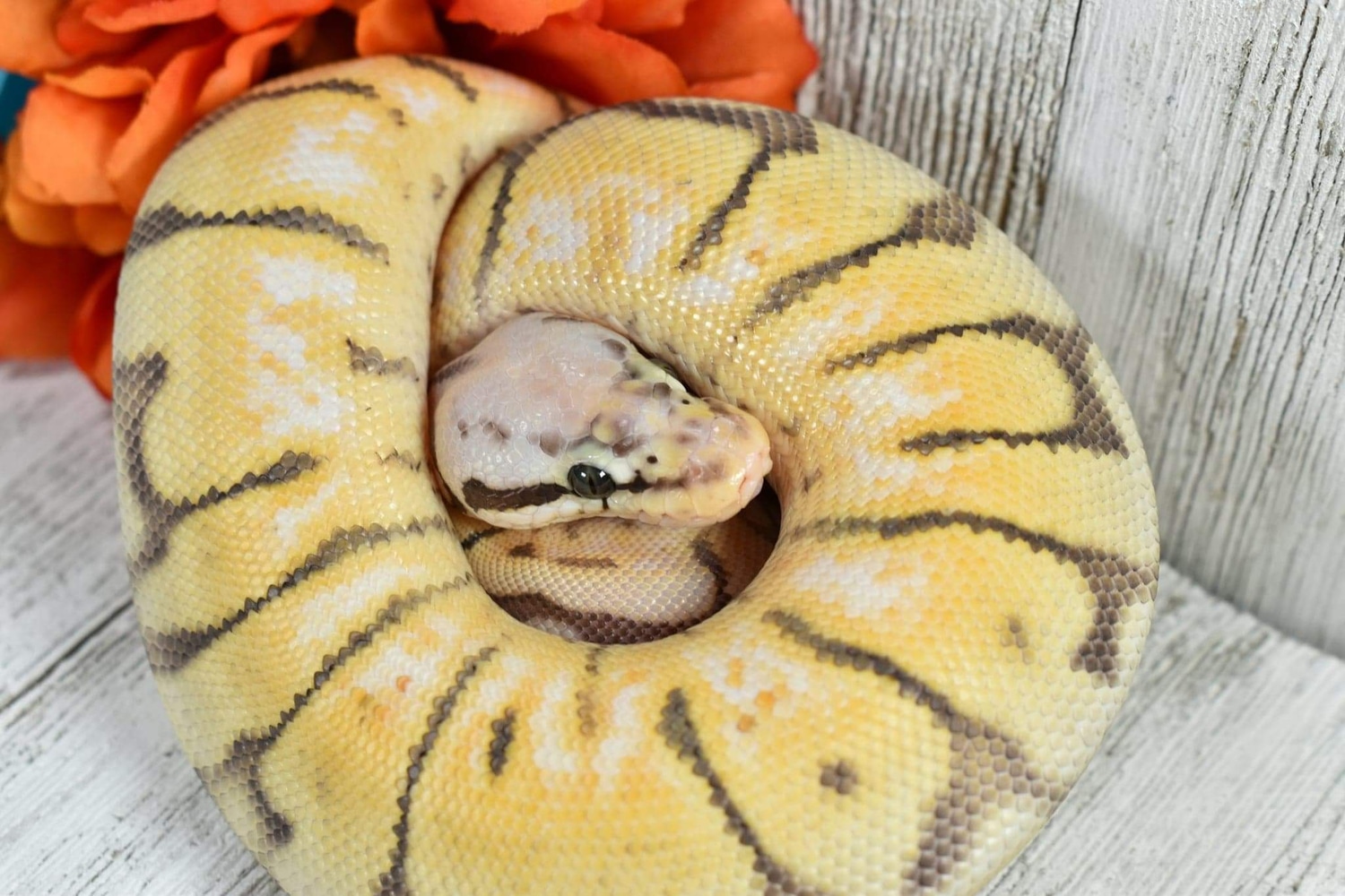 Killer Bee Ball Python by Shanz Amaze Ballz - MorphMarket