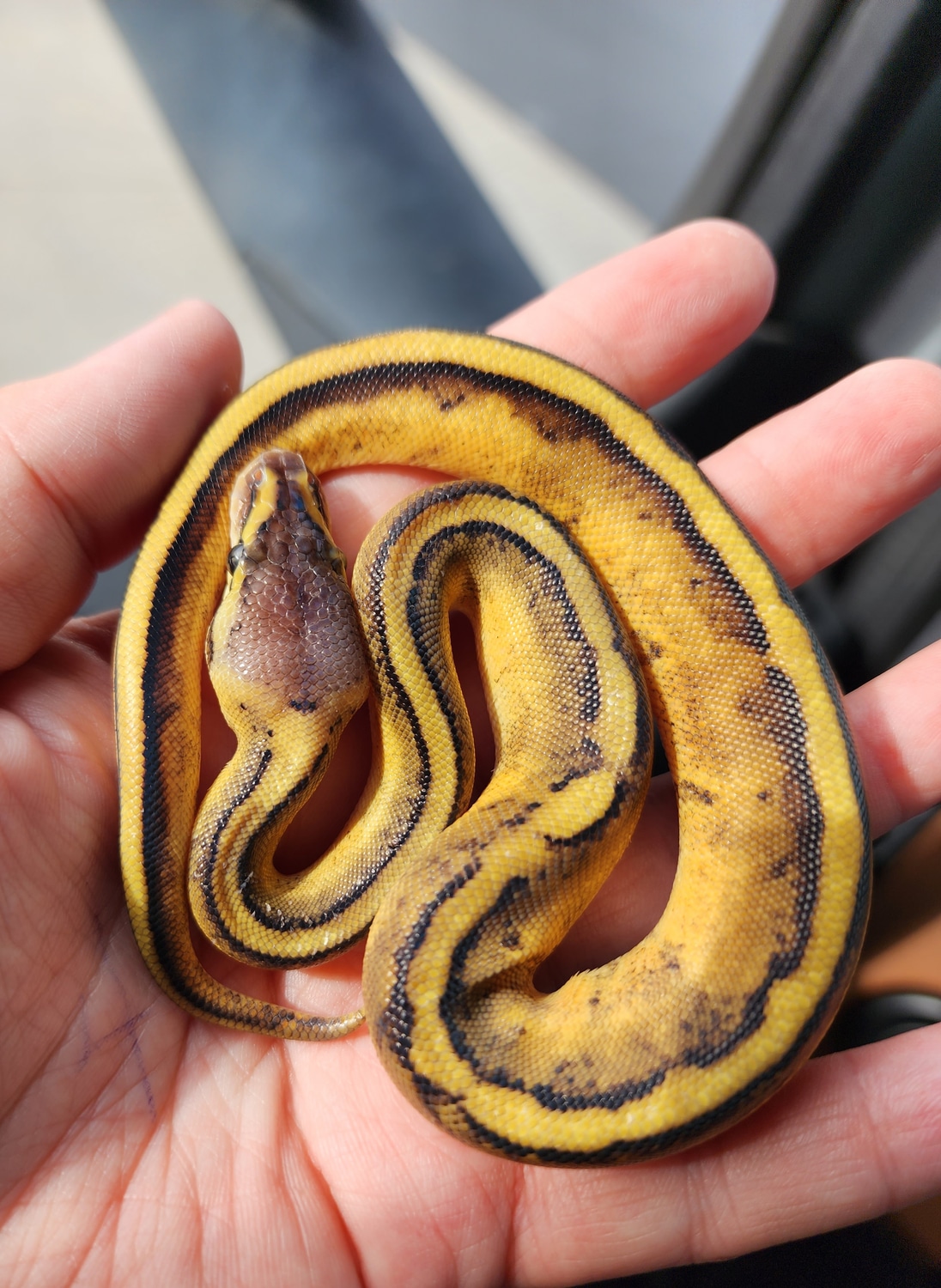 Yellowbelly Pastel Genetic Stripe Ball Python by Shanz Amaze Ballz ...