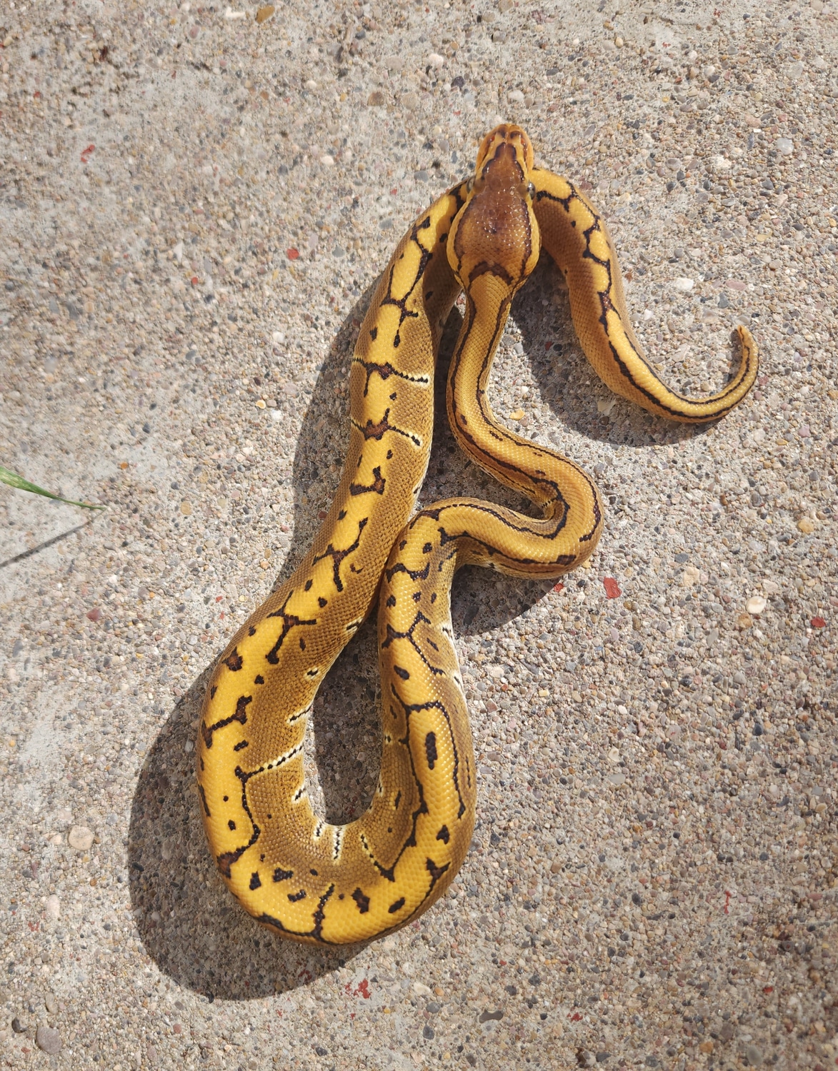 Jungle Woma Pinstripe Ball Python by Shanz Amaze Ballz MorphMarket