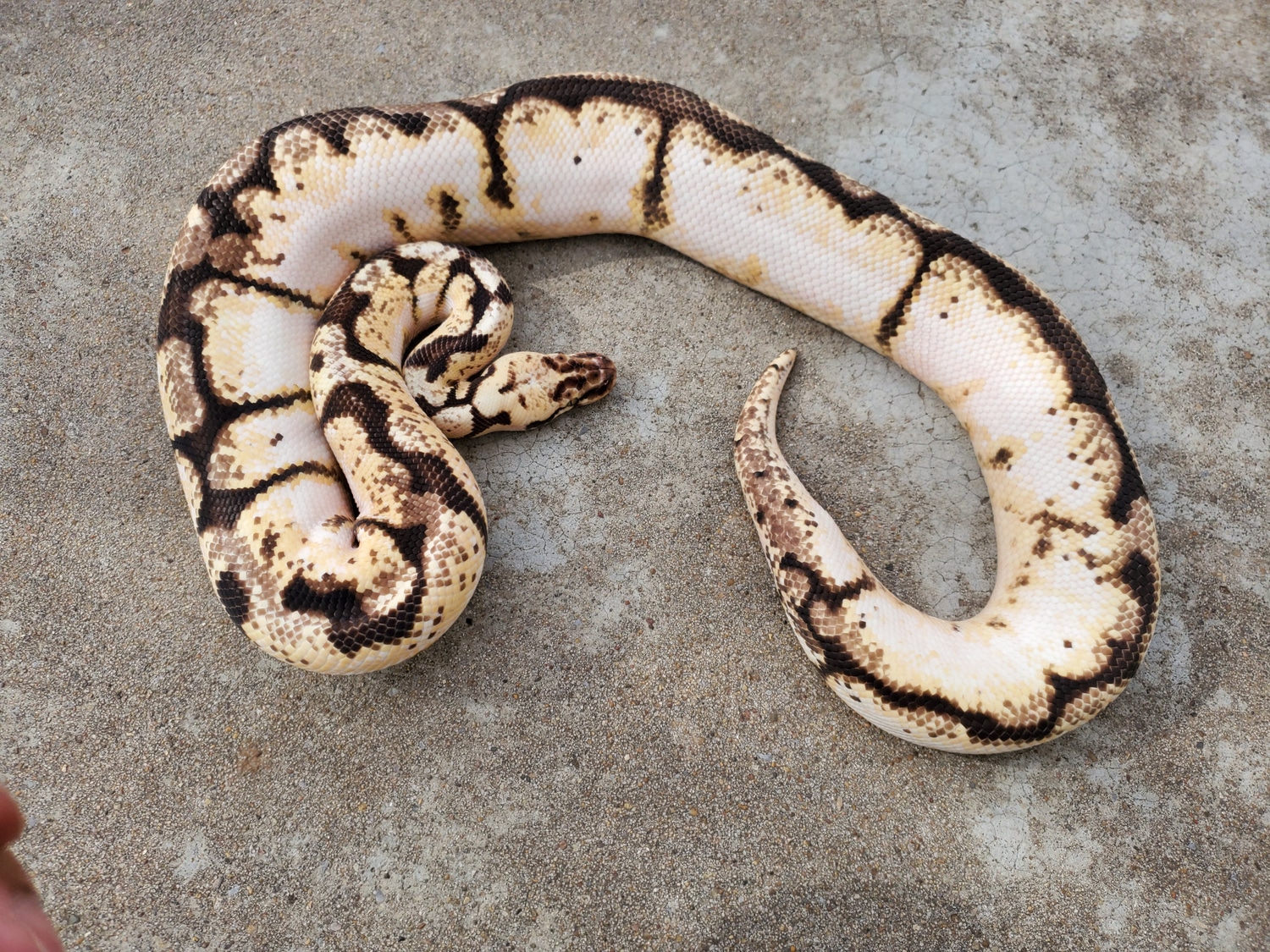 Calibee Yellowbelly Ball Python by Samuel Lopez - MorphMarket