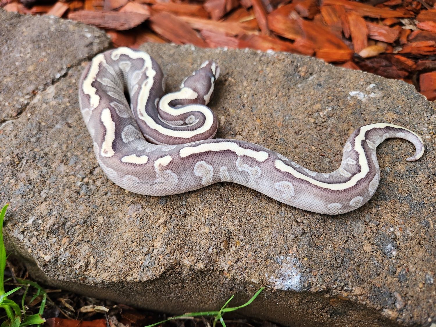 GHI Lesser Yellowbelly Ball Python by Samuel Lopez - MorphMarket