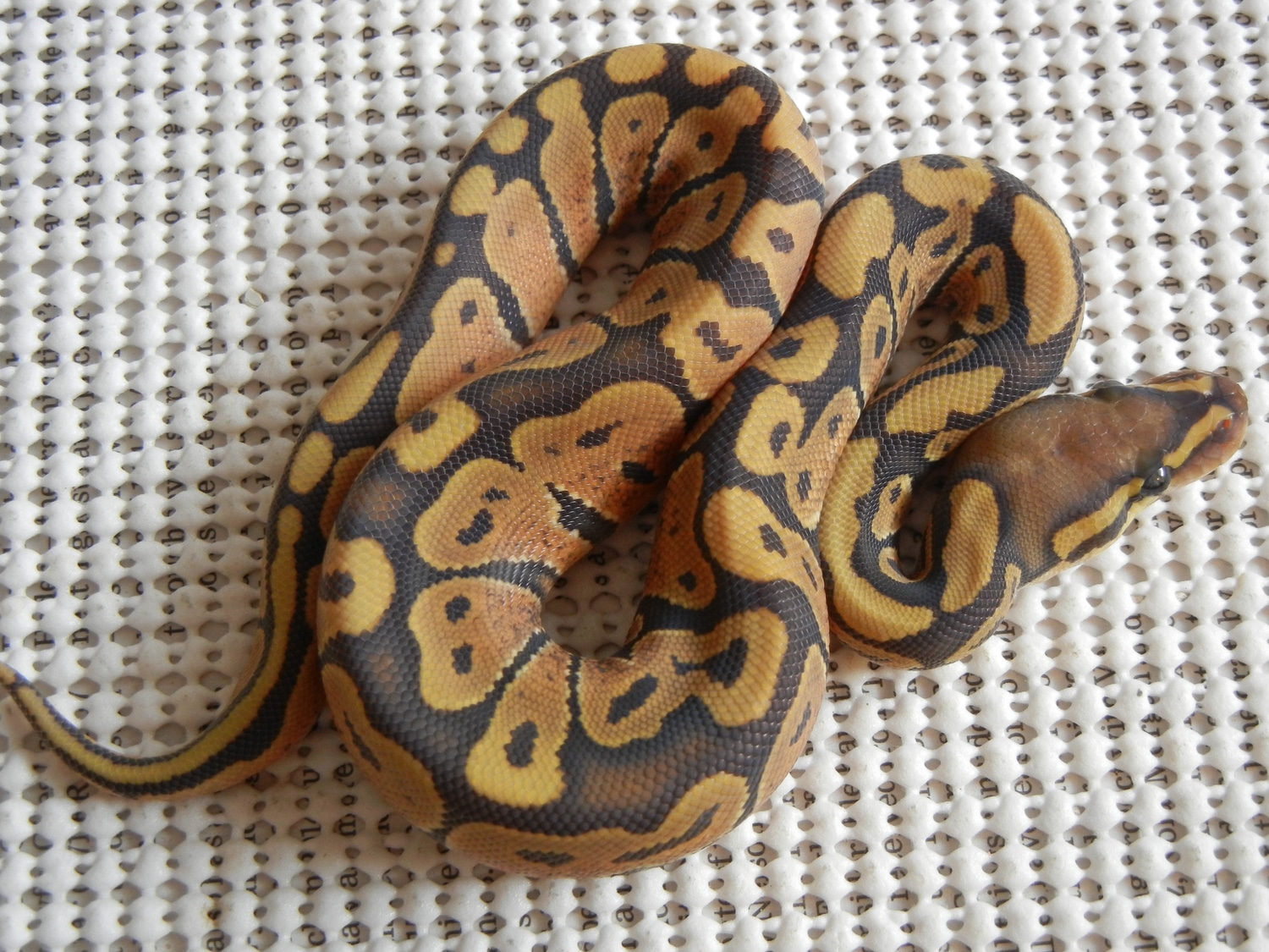 Hypo 50% Het Rainbow Ball Python by Slotke's Select Serpents - MorphMarket