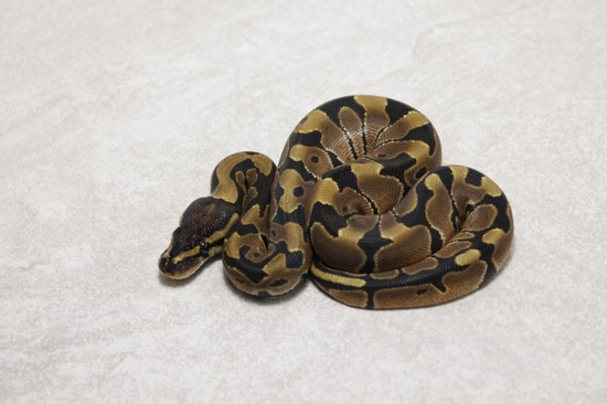 Normal 66% Possible Double Het Axanthic Pied Ball Python by Slotke's ...