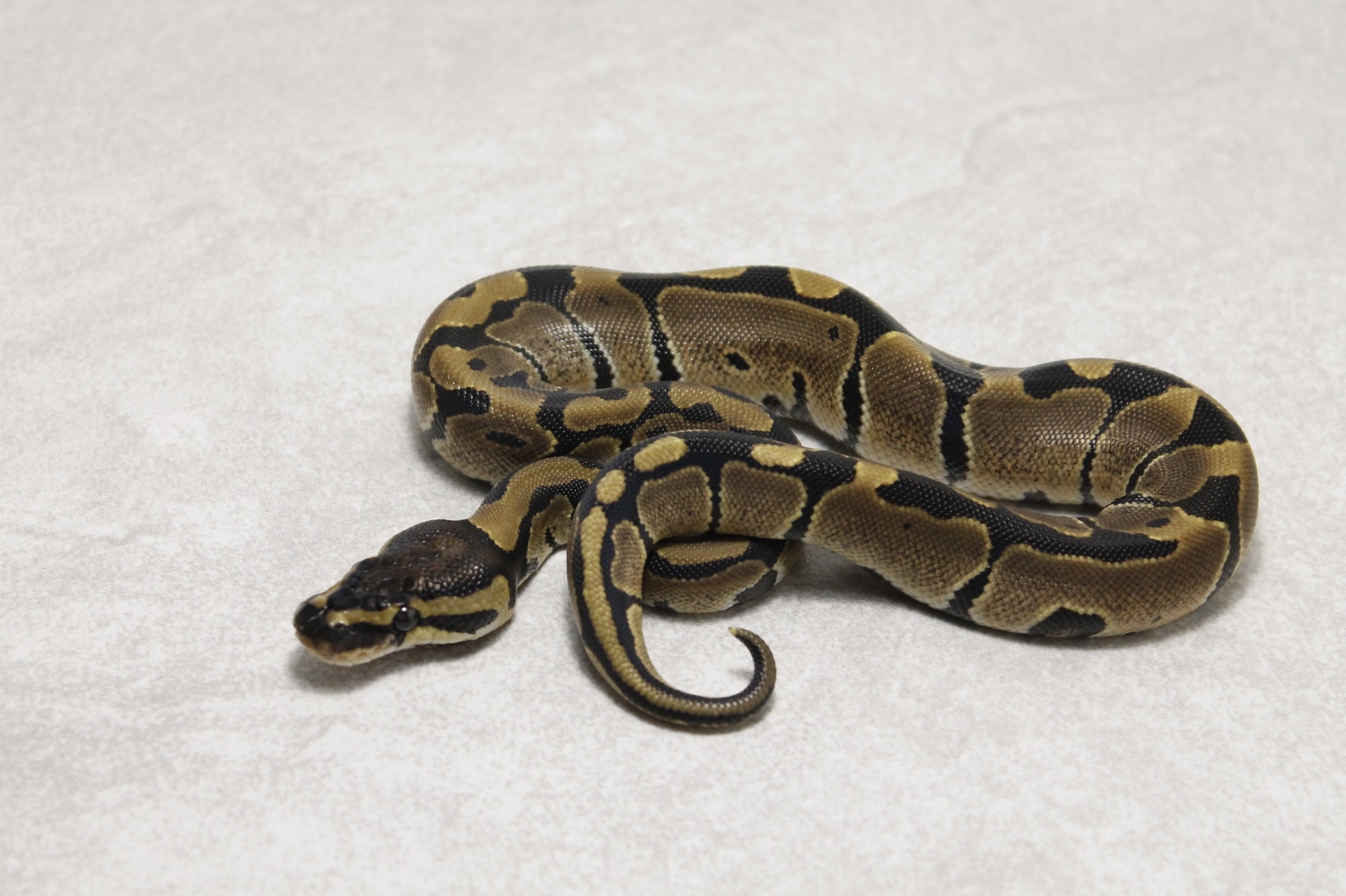 Normal 66% Possible Double Het Axanthic Pied Ball Python by Slotke's ...