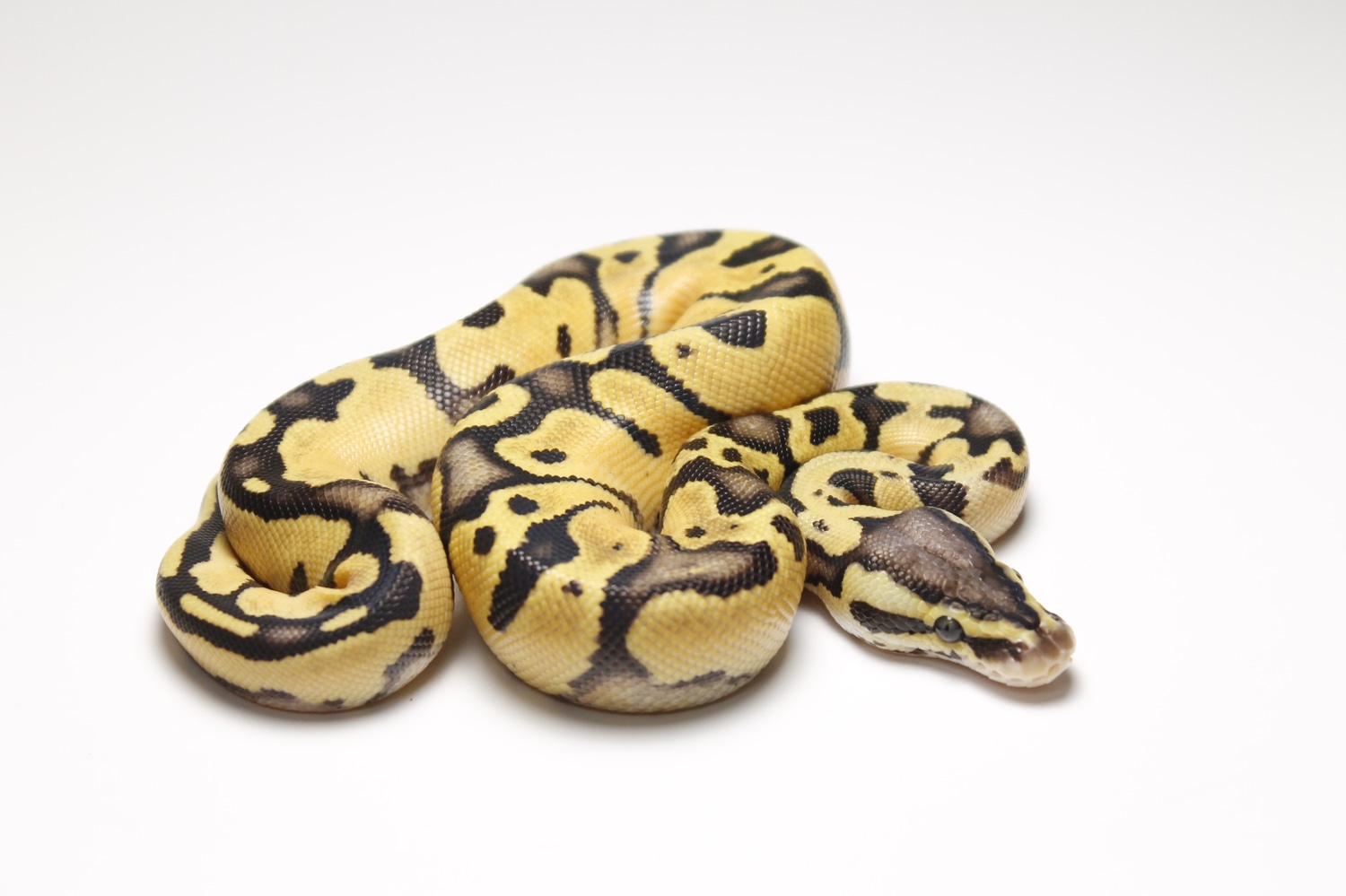 Firefly Poss Double Het Axanthic Pied Ball Python by Slotke's Select ...