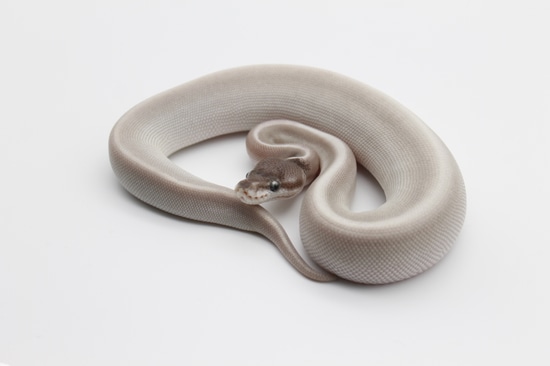 Mystic Potion Probable Blackhead Possible Cinnamon 50% Poss Het Hypo ...