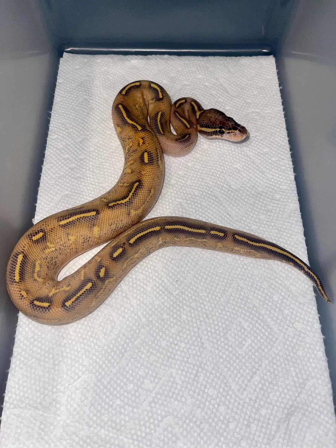 Highway Ball Python by Thirteen Serpents - MorphMarket