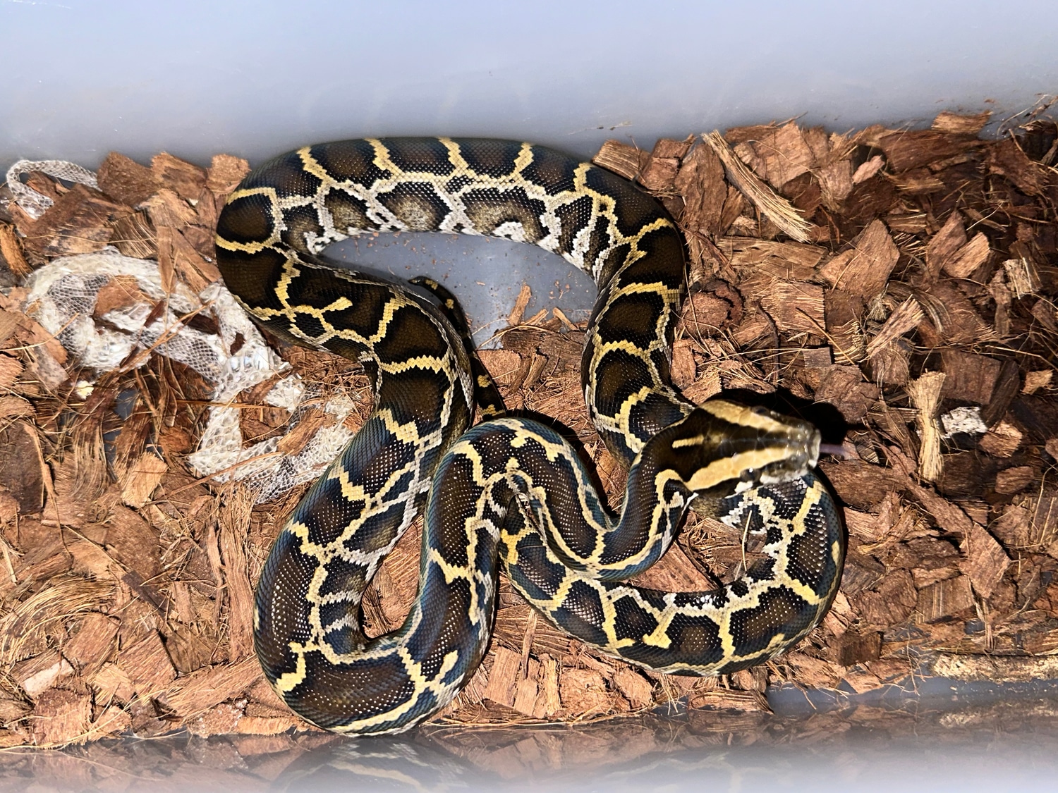 Het Albino Het Labyrinth Burmese Python by Thirteen Serpents - MorphMarket