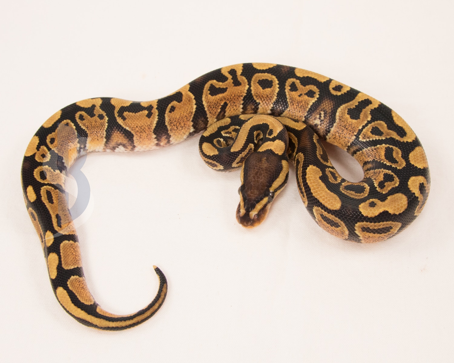 Paint Ball Python by Slowcountry Balls' Store MorphMarket