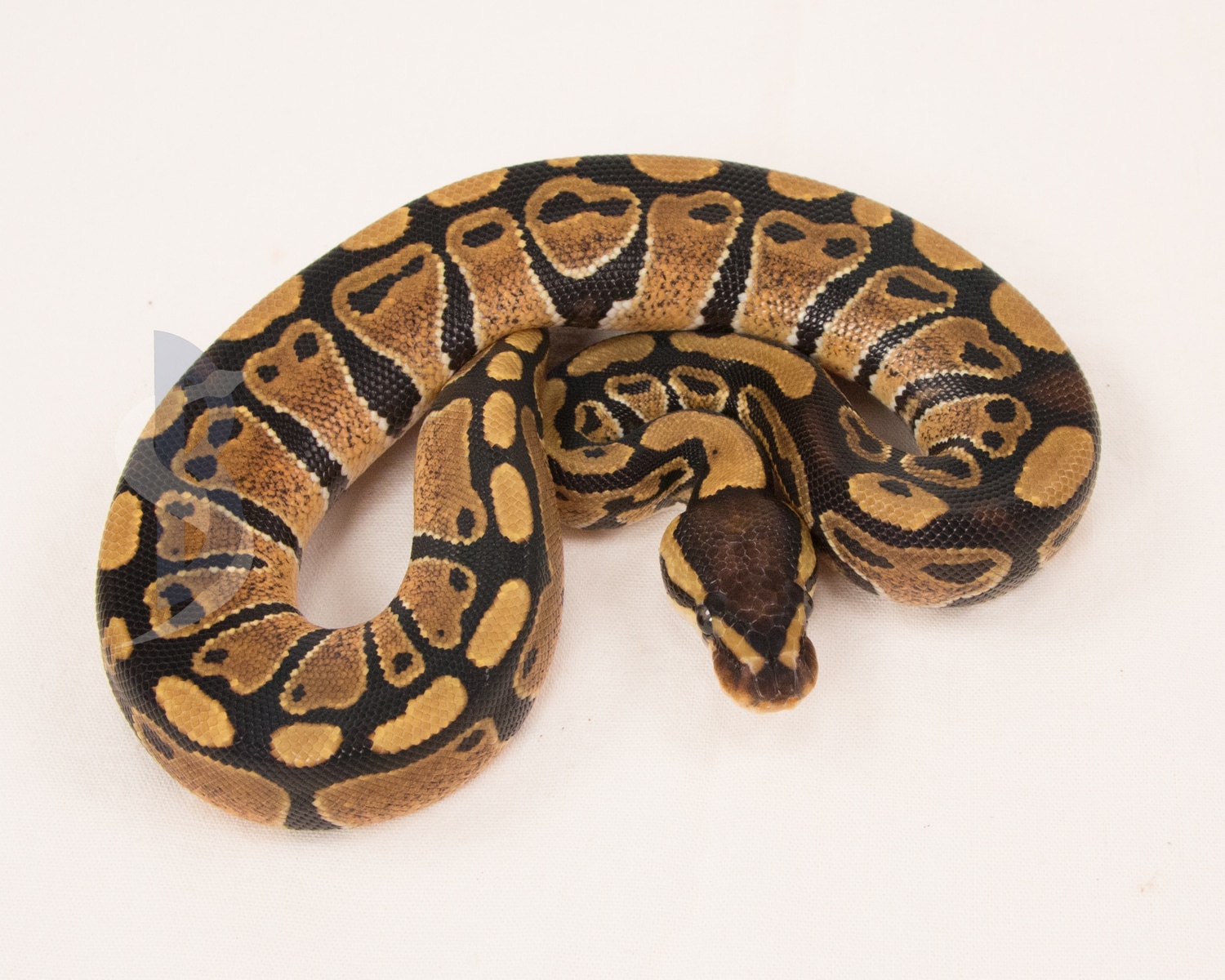 Paint Ball Python by Slowcountry Balls' Store MorphMarket