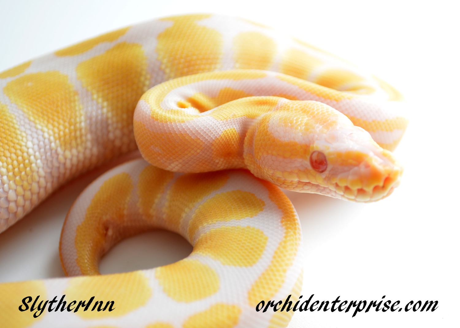 Bright Female Toffino Ball Python by Slyther Inn Inc - MorphMarket