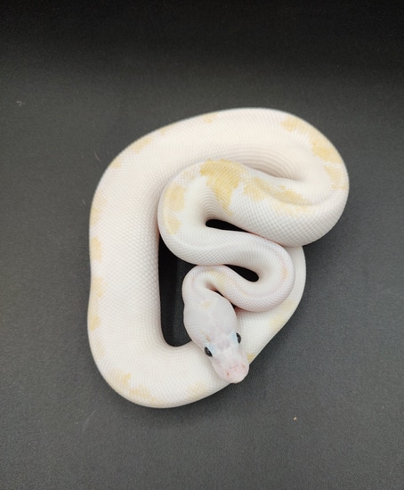 Super Fire YB OD Ball Python by Slytherin Alley Exotics