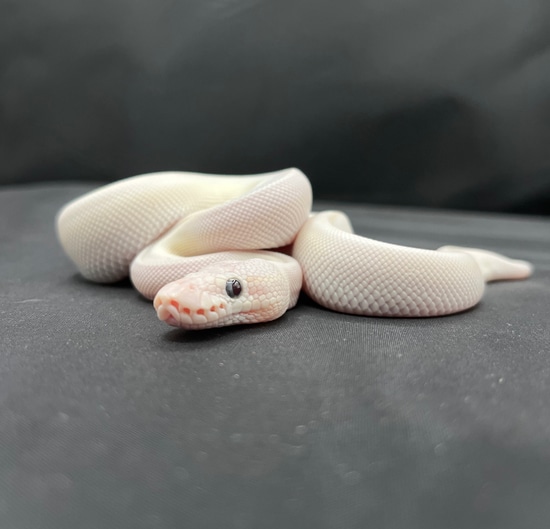 2024 BEL Ball Python by Slytherin Alley Exotics
