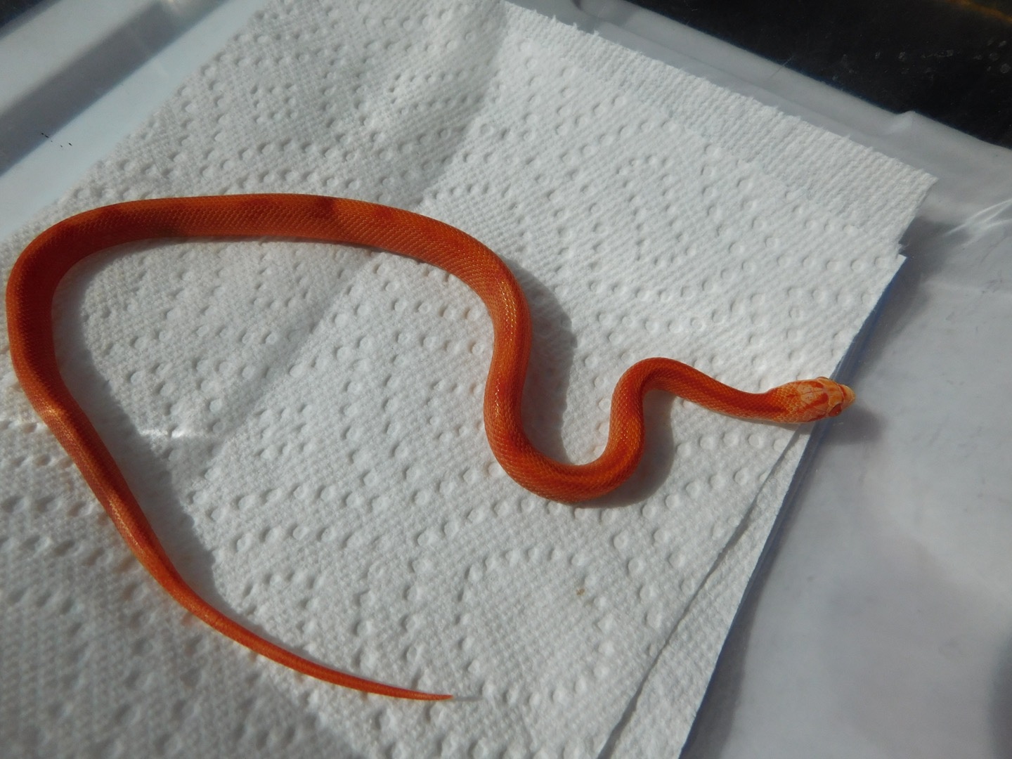 Fire Stripe Corn Snake by Slytherin House Corns Snakes MorphMarket
