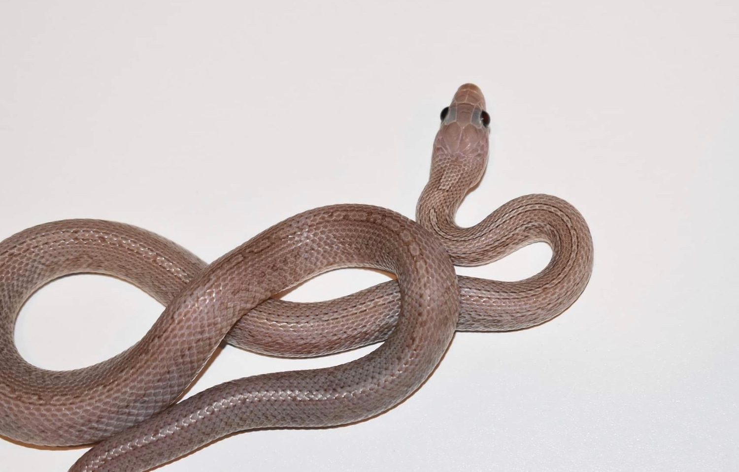 Pewter Tessera Corn Snake by Slytherin House Corns Snakes MorphMarket