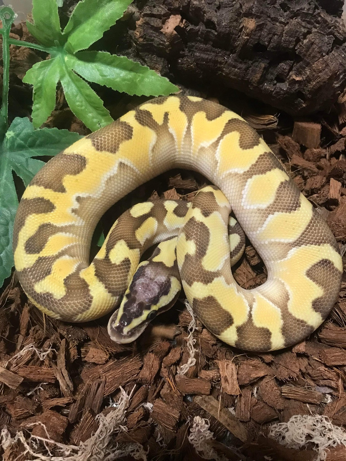 CB22 Male Pastel Enchi Butter Ball Python by Small World Reptiles ...